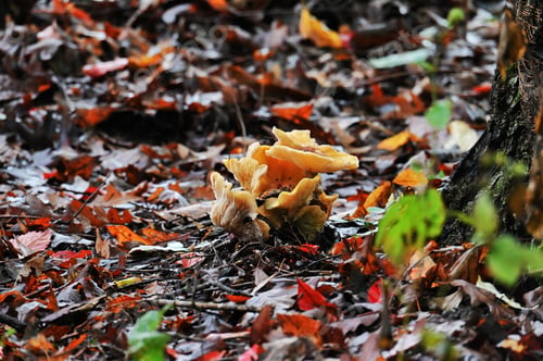Preview: Chanterelle Mushrooms growing in the woods in the autumn with fall foliage