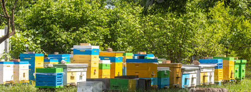 Preview: Banner with apiary. Yellow and blue hives in the Ukrainian apiary in the summer in the garden among