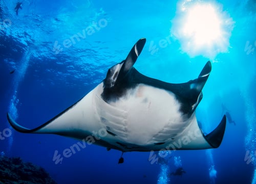 Preview: Elegant manta Ray floats under water