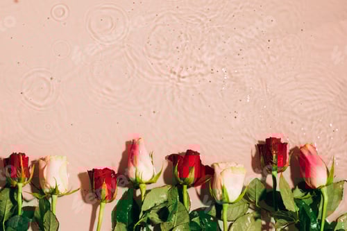 Preview: Natural floral mockup. Fresh rose buds on water wave splash background. Top view