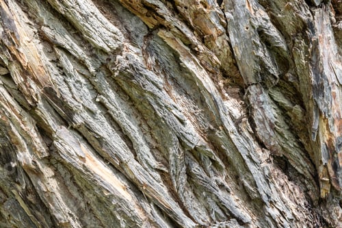 Preview: Closeup of a tree bark texture