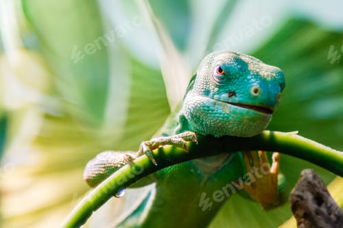 Preview: lizard