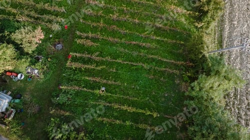 Preview: Farmer heroic harvesting grapes in wine farm in the italian hills of Castell'Arquato
