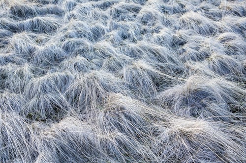 Preview: Frost covered wild grasses
