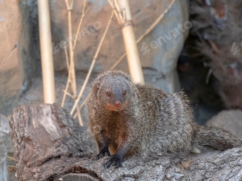 Preview: Banded mongoose (mungos mungo) resting in the sun