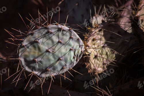 Preview: Closeup shot of the cactus leaves with sharp needles on the blurry background