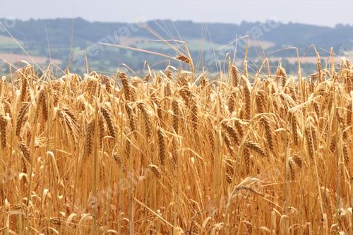 Preview: Wheat field