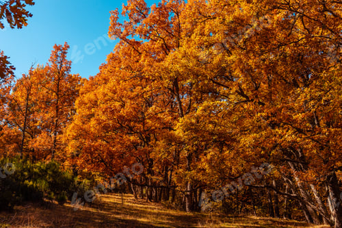 Preview: Beautiful morning in autumnal park with chestnut trees, oaks and beech trees.