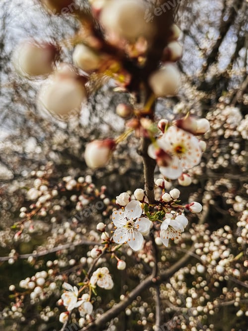 Preview: Beautiful cherry blossoms in sunny meadow close up. Hello spring
