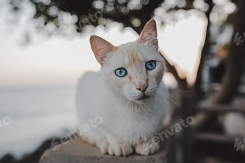 Preview: Closeup of a white cat sitting on a rock in Morocco