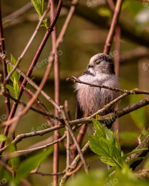 Preview: Closeup of a long-tailed tit perched on a tree branch in the forest