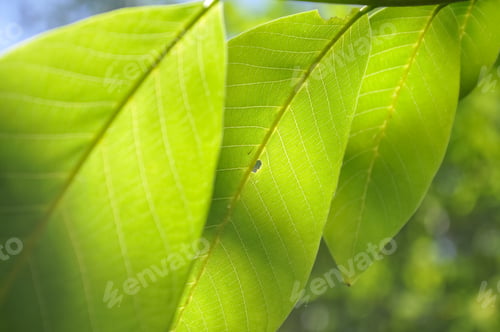 Preview: Low angle macro shot of green walnut leaves with sunlight on it