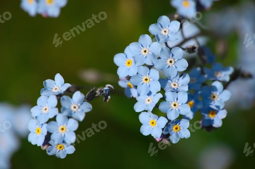 Preview: Blue forget me not flowers over green