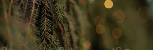 Preview: Banner background a texture spruce branches of Christmas tree for a Christmas card