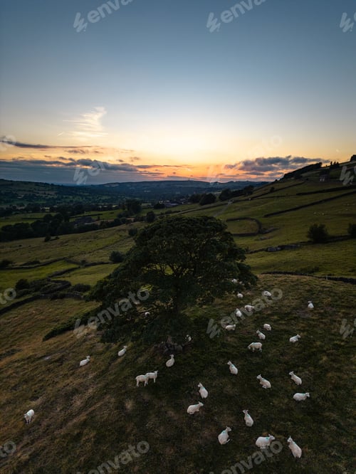 Preview: Aerial view of a lone tree during sunset and sheep grazing underneath in Staffordshire, England