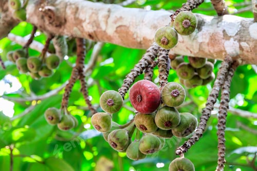 Preview: Ficus auriculata fruit