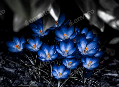 Preview: crocuses in blue shimmer