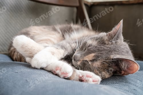 Vista previa: Small cat sleeps on a soft pillow on the balcony, on a warm summer day