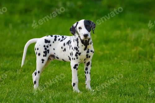 Preview: Dalmatian dog outdoors in summer