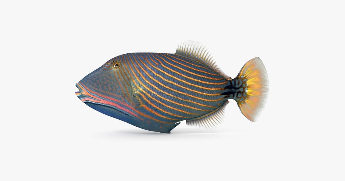 Orangetailed Undulate Triggerfish 3D, Incl. aquarium & balistapus - Envato