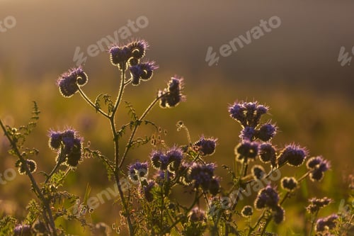 Preview: Wildflowers