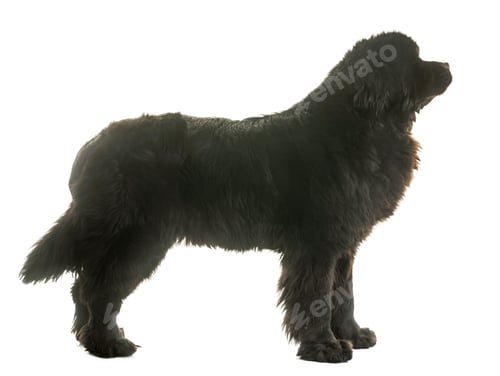 Preview: adult newfoundland dog