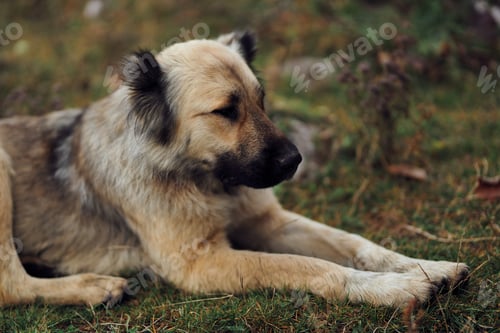 Preview: dog outdoors in the field walk travel friendship