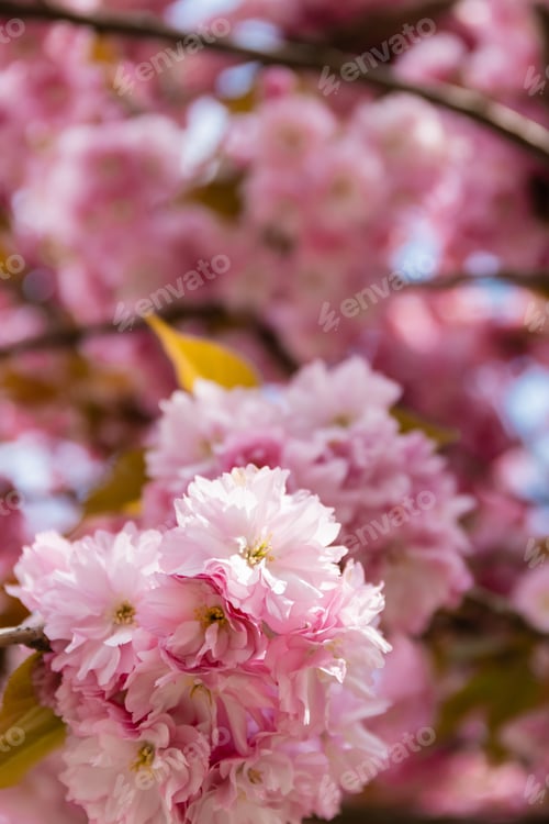 Preview: macro photo of blooming pink flowers of cherry tree