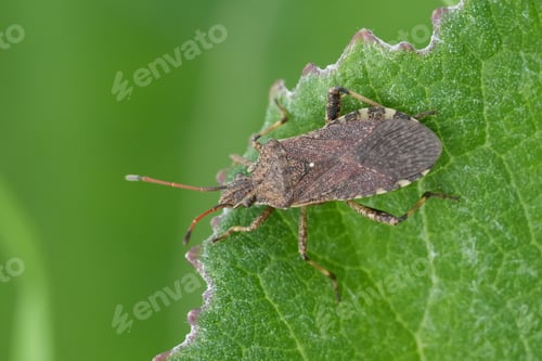Preview: Closeup on a brown European plant parasite Squashbug, Ceraleptus gracilicornis, on a green leaf
