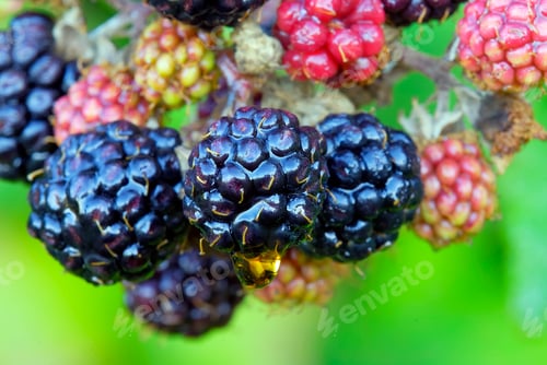 Preview: Blackberry fruits