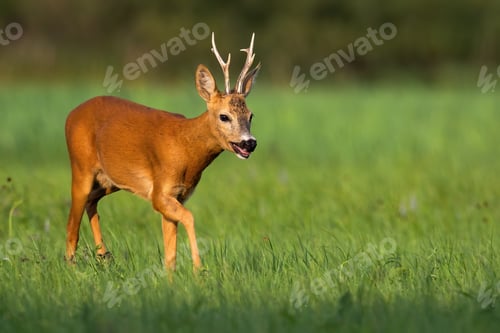 Preview: Tired roe deer buck breathing heavily with open mouth on a hot summer day
