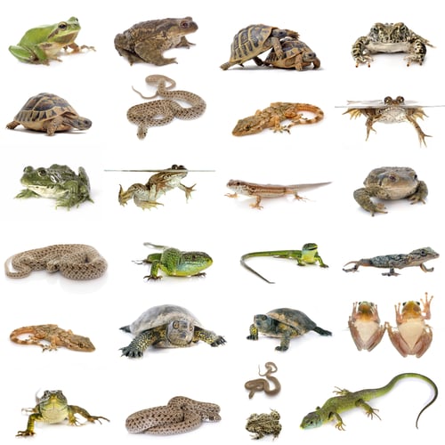 Preview: european reptiles and amphibians