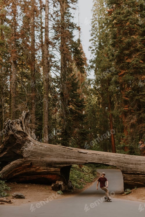 Preview: Skateboarder skateboarding under fallen sequoia tree, Sequoia National Park, California, USA