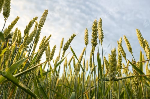 Preview: Wheat ears in agricultural field