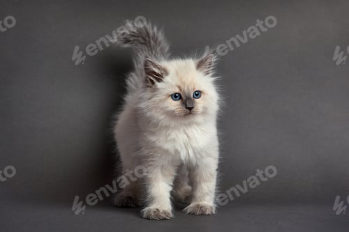 Preview: Cute fluffy kitten against light background. Space for text