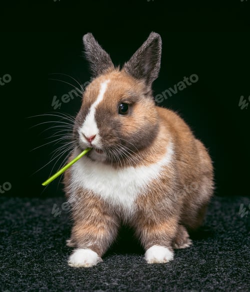 Preview: Brown rabbit chewing on a green vegetable in a dark setting with a soft surface