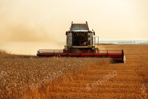 Preview: harvesting wheat with a combine in the field