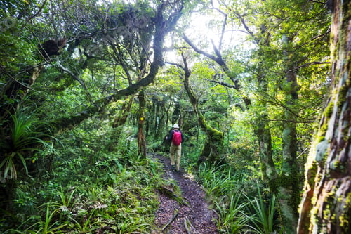 Preview: Tramping