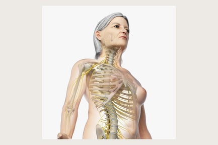 Preview: Elder Female: Skin, Skeletal Structure, and Nerve Network