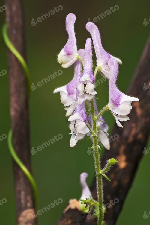 Preview: White Monkshood (Aconitum Alboviolaceum).