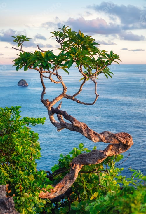 Preview: Tree on the sky and sea background. Kelingking beach, Nusa Penida, Indonesia.