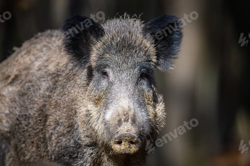 Preview: Portrait male Wild-boar in autumn forest