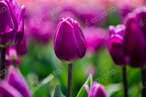 Preview: selective focus of beautiful purple colorful tulips