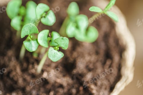Preview: green seedling growing out of soil