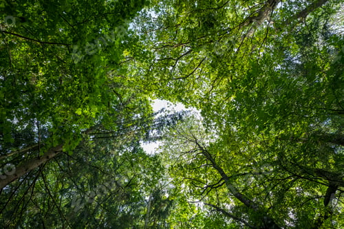 Preview: the canopy of the trees, looking up from below in a wooded area