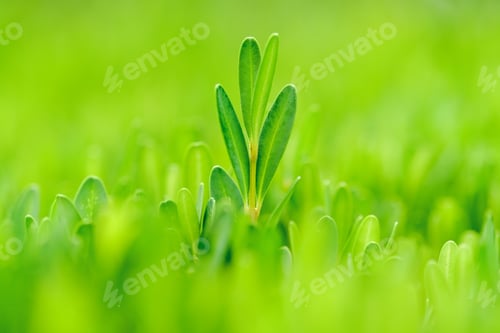 Preview: Leaf Standing Out From The Crowd