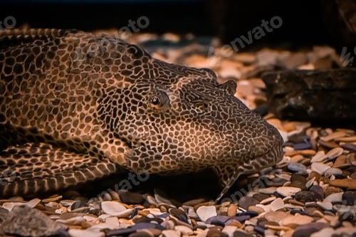 Preview: Tropical sea fish close-up on a background of coral reef.