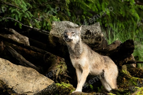 Preview: Coastal gray British Columbia wolf at the Khutzeymateen Grizzly Bear Sanctuary, Canada