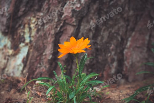 Preview: Orange flower by the tree