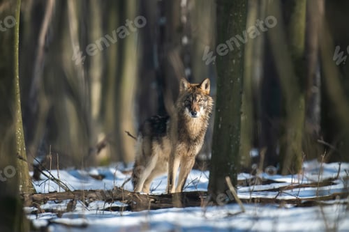 Preview: Wolf in the forest up close. Wild animal in the natural habitat